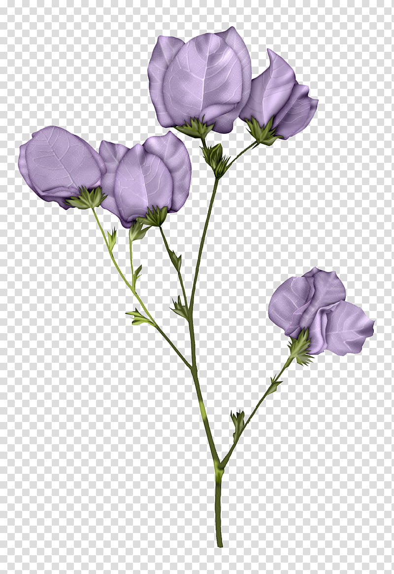Garden roses, Flower, Pink, Color, Blue, Purple, Violet, Floral Design transparent background PNG clipart