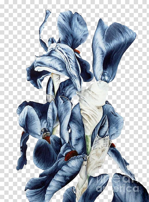 , blue and white tall bearded iris flowers art transparent background PNG clipart