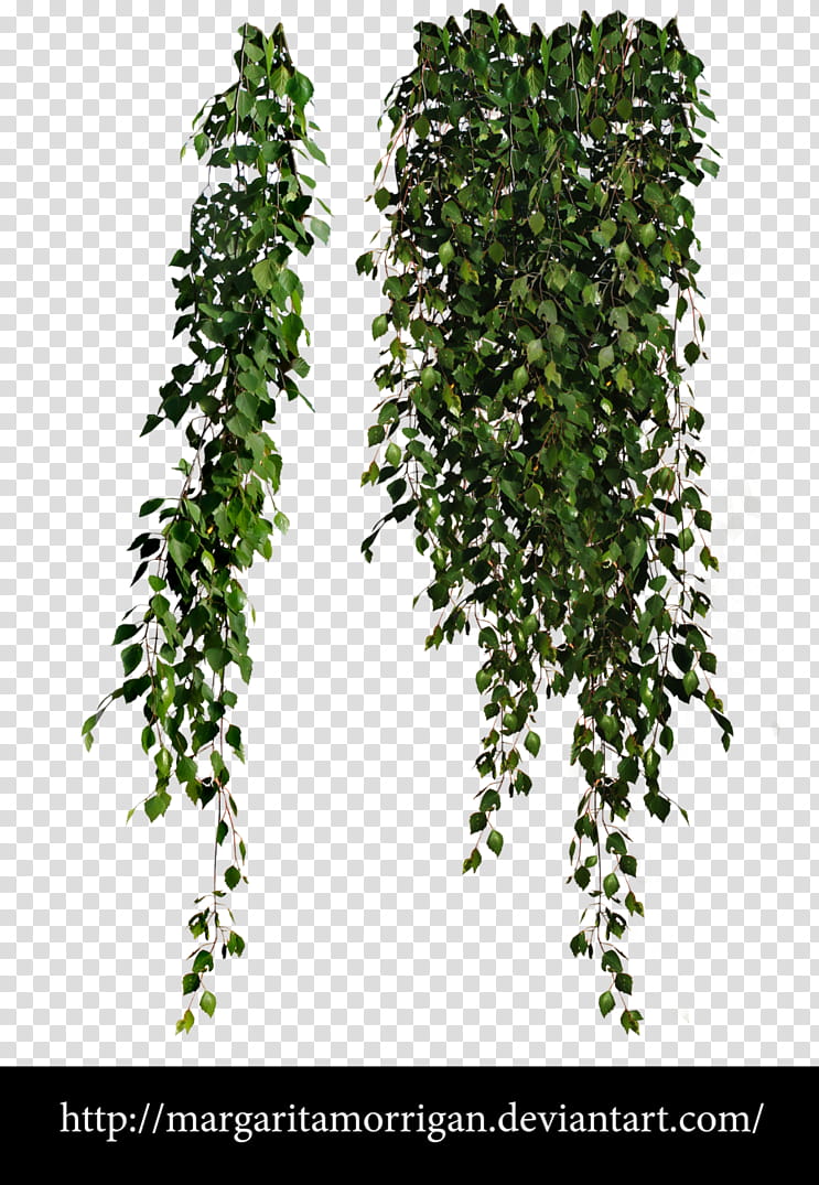 hanging green leaves transparent background PNG clipart