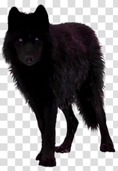 Black Wolf Precut, black medium coated dog standing transparent background PNG clipart