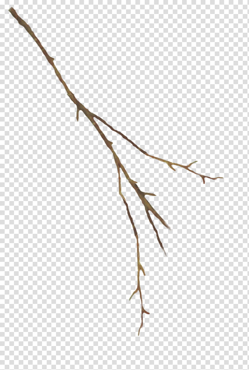 Magnolia Set, brown stem transparent background PNG clipart