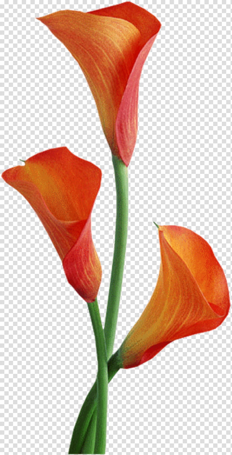 Flowers, Arumlily, Orange Lily, Arum Lilies, Waterarum, Orange Daylily, Pink Calla Lily, Bog Arum transparent background PNG clipart