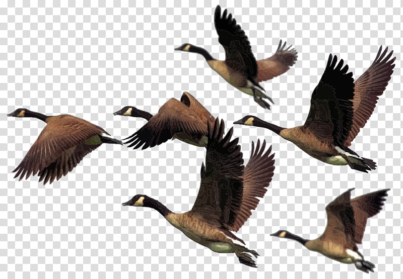 bird canada goose water bird bird migration animal migration, Flock, Duck, Waterfowl, Beak transparent background PNG clipart