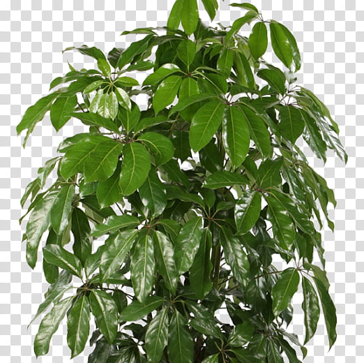 Tree Leaf, Schefflera Actinophylla, Dwarf Umbrella Tree, Houseplant, Cyperus Alternifolius, Plants, Nursery, Araliaceae transparent background PNG clipart