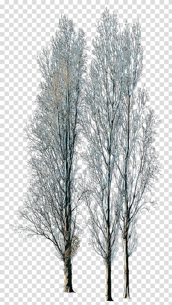 Family Tree, Winter
, Woody Plant, Branch, Canoe Birch, Twig, Trunk, Birch Family transparent background PNG clipart
