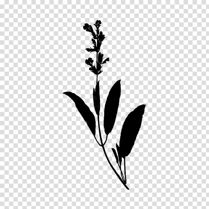 Flower Stencil, Rosemary, Plants, Sage, Plant Stem, Silhouette, Leaf, Computer transparent background PNG clipart