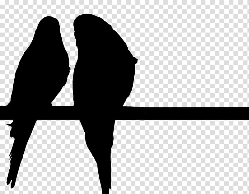 Bird Silhouette, Beak, Line, Black M, Parrot, Wing transparent background PNG clipart