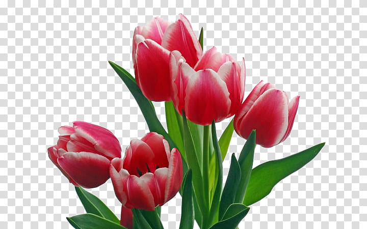 flower petal tulip plant tulipa humilis, Cut Flowers, Pink, Plant Stem transparent background PNG clipart