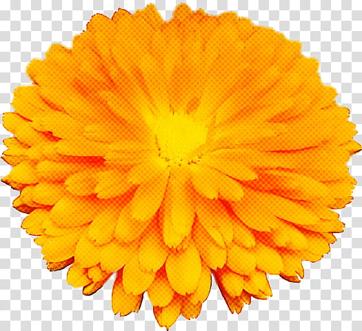 Orange, English Marigold, Yellow, Tagetes, Flower, Petal, Plant, Pollen transparent background PNG clipart
