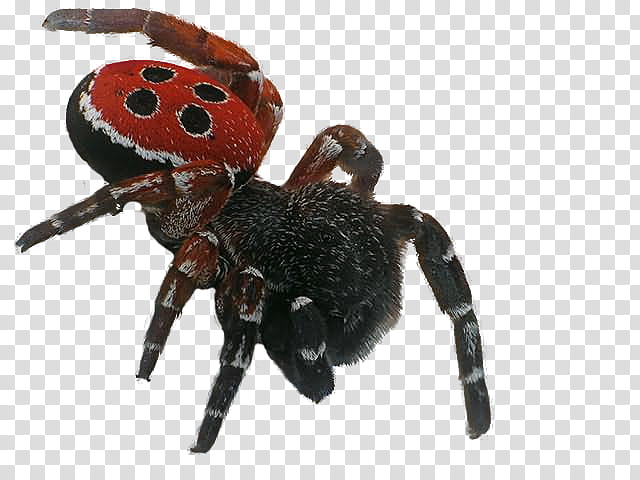 spider, black and red jumping spider transparent background PNG clipart