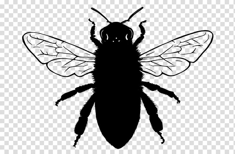 Bee, European Dark Bee, Drone, Beehive, African Bee, Beekeeping, Wasp, Varroa Destructor transparent background PNG clipart