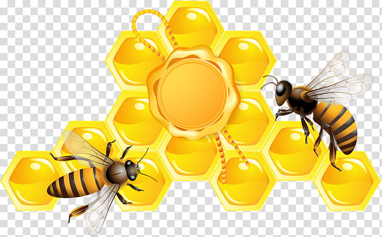 Bee, Honeycomb, Honey Bee, Beehive, Yellow, Insect, Pollinator, Pest transparent background PNG clipart