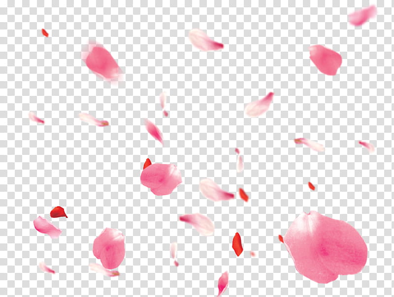Love Background Heart, Flower, Petal, Pink, Red, Gift, Beauty, Close Up transparent background PNG clipart