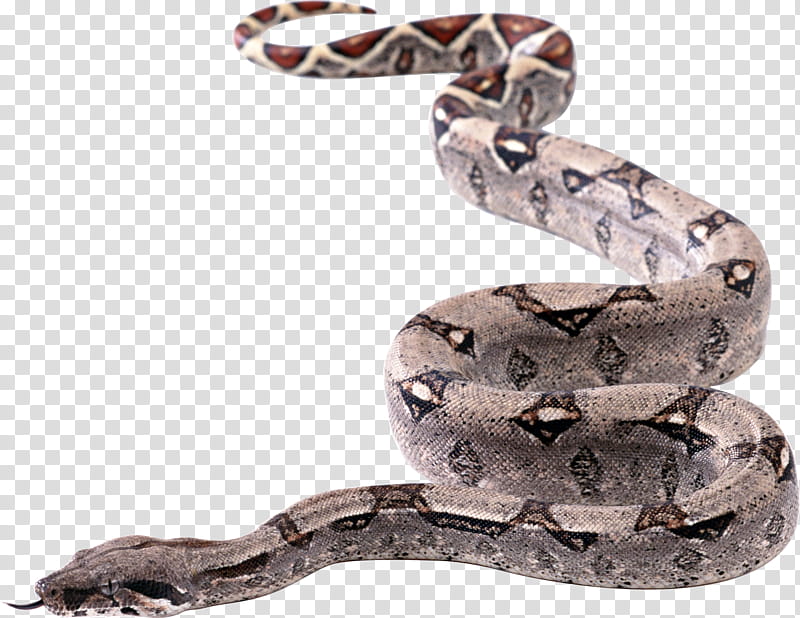 Snake, brown snake transparent background PNG clipart