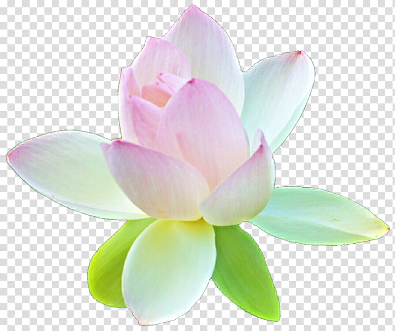 Gorgeous Lotus transparent background PNG clipart