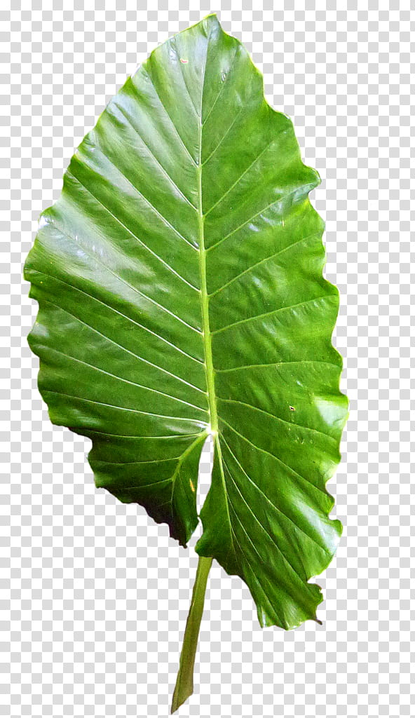 Green Leaf, Plants, Bladnerv, Plant Stem, Phyllotaxis, Branch, Biology, Melampyrum Polonicum transparent background PNG clipart