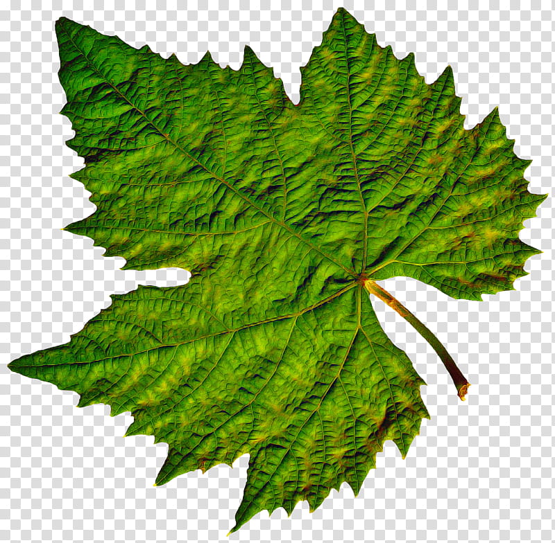 Flower Leaves, Kyoho, Dolma, Grape Leaves, Wine, Leaf, Vine, Vine Leaf Roll transparent background PNG clipart