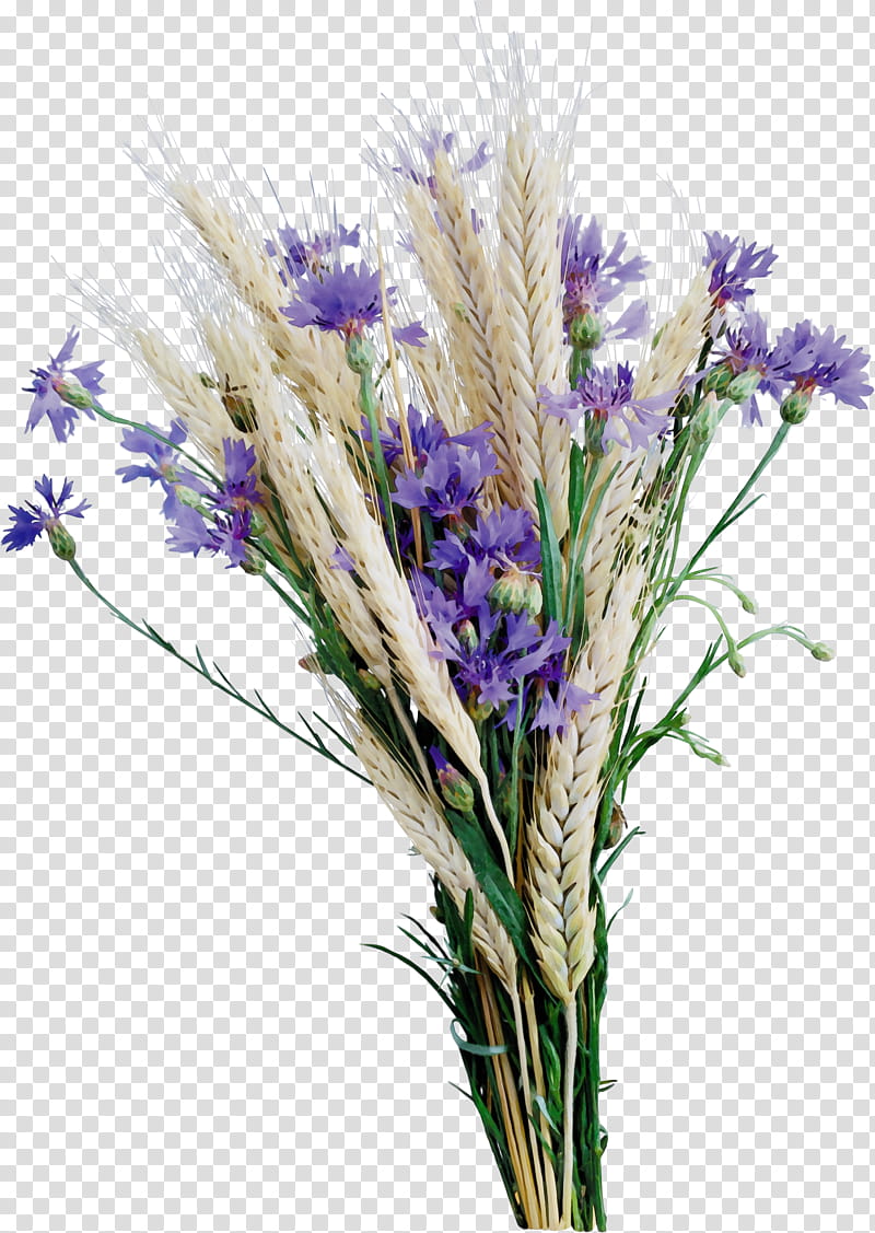 Flowers, English Lavender, Cut Flowers, Floral Design, Flower Bouquet, Grasses, Plant, Grass Family transparent background PNG clipart