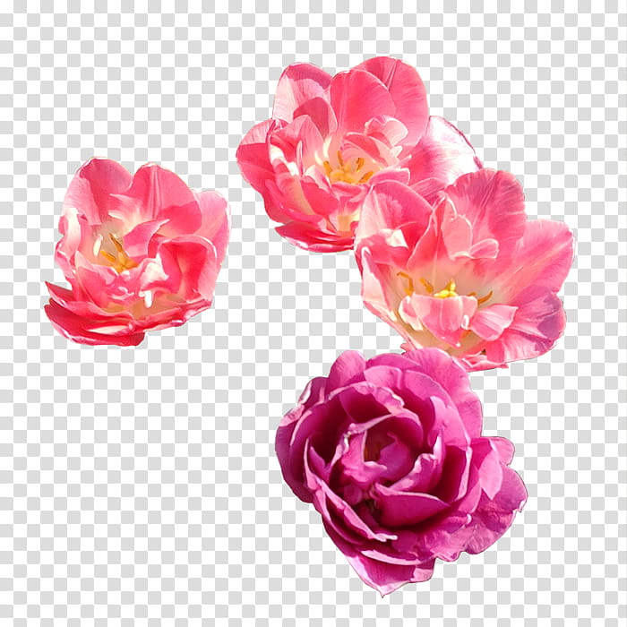 blooming red and pink rose flowers transparent background PNG clipart