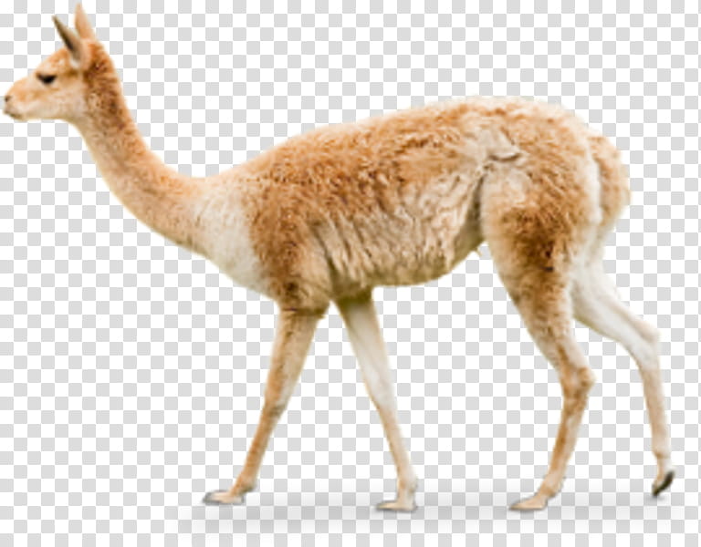 Llama, Alpaca, Guanaco, Hellabrunn Zoo, Weibchen, Animal, Offspring, Female transparent background PNG clipart