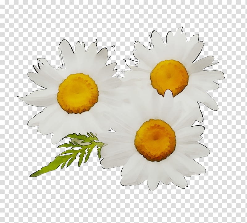 Sunflower, Yellow, Mayweed, Camomile, Chamomile, Plant, Petal, Chamaemelum Nobile transparent background PNG clipart