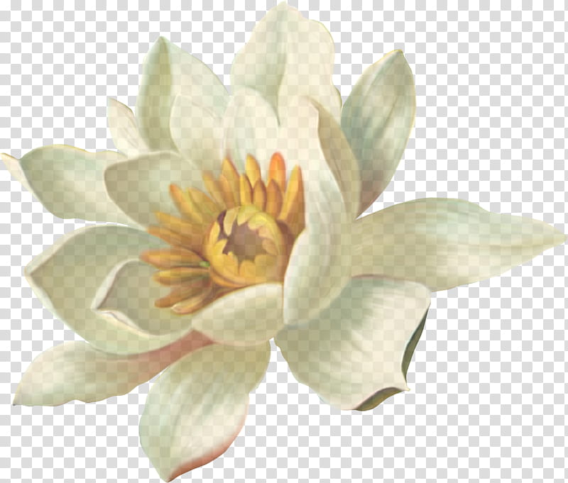 white petal flower plant aquatic plant, Lotus Family, Sacred Lotus, Water Lily transparent background PNG clipart