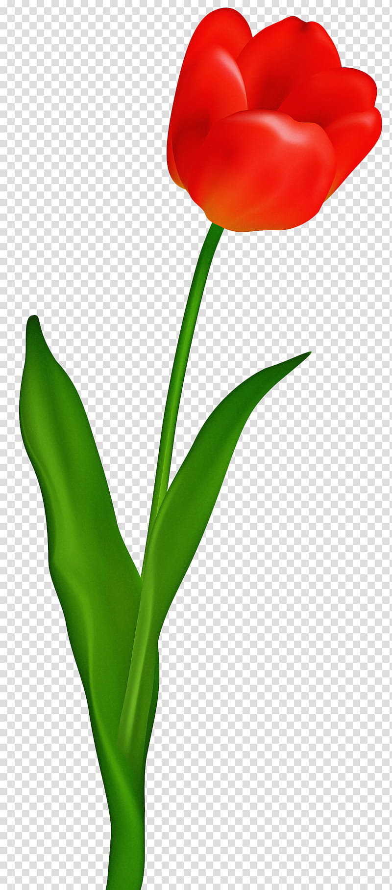 Black And White Flower, Tulip, Red, Petal, Web Design, Plant, Pedicel, Cut Flowers transparent background PNG clipart