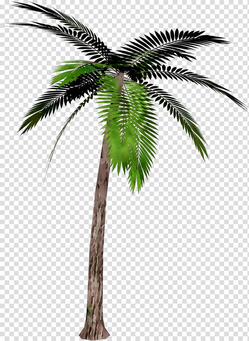 Coconut Tree Drawing, Silhouette, Her, Plant, Palm Tree, Arecales, Green, Woody Plant transparent background PNG clipart