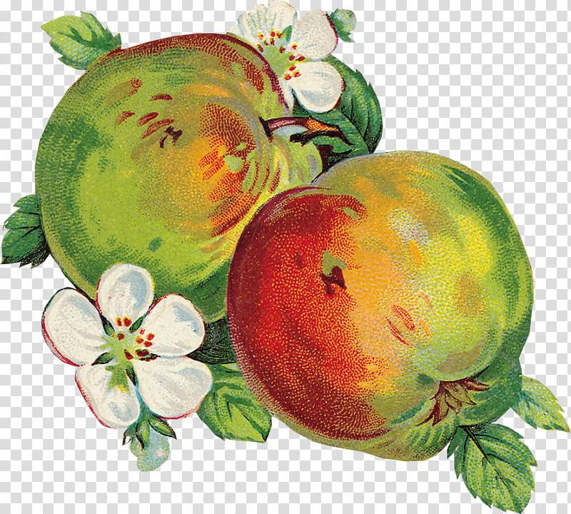 Watermelon, Apple, Fruit, Vegetable, Food, Decoupage, Still Life , transparent background PNG clipart