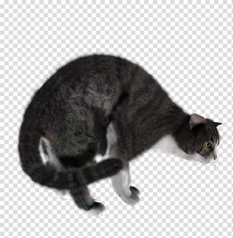 High Quality  Cats , gray tab transparent background PNG clipart