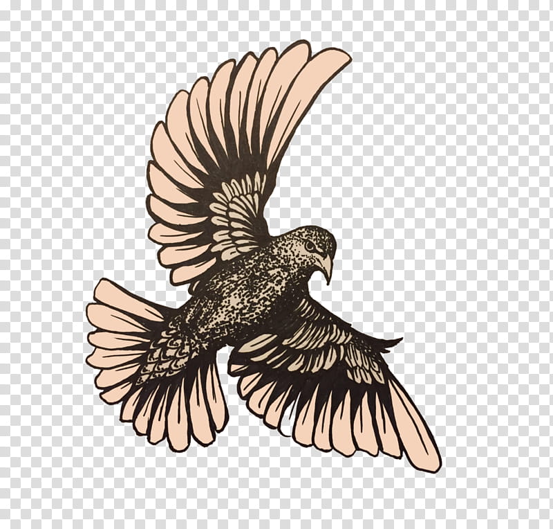 Eagle, Blog, Starling, Beak, Feather, Conversation, Learning, United Church Of Christ transparent background PNG clipart