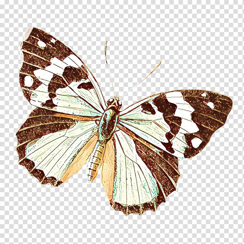 moths and butterflies butterfly cynthia (subgenus) insect brush-footed butterfly, Cartoon, Cynthia Subgenus, Brushfooted Butterfly, Pollinator, Melanargia, Lycaenid transparent background PNG clipart