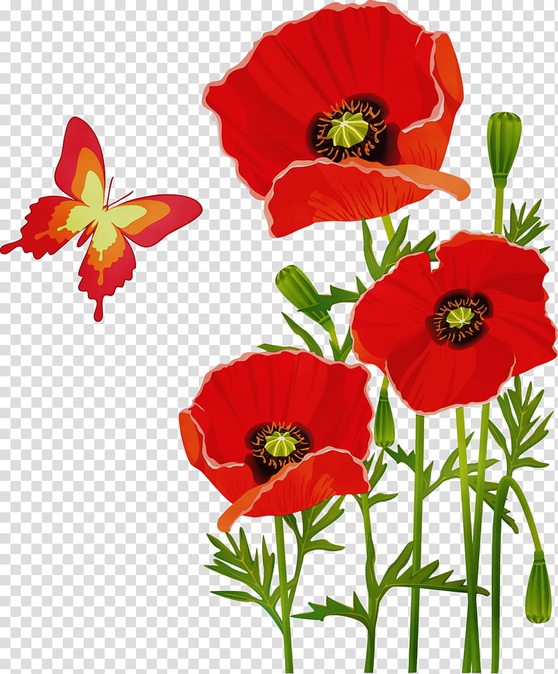 flower flowering plant red plant coquelicot, Watercolor, Paint, Wet Ink, Corn Poppy, Petal, Oriental Poppy transparent background PNG clipart