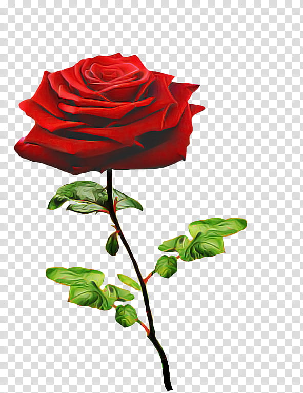 Garden roses, Red, Flower, Rose Family, Petal, Hybrid Tea Rose, Plant, Floribunda transparent background PNG clipart