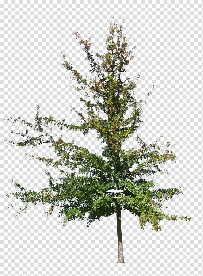 Black And White Flower, Water Oak, Spruce, Architect, Larch, Pine, Landscape, Landscape Architecture transparent background PNG clipart