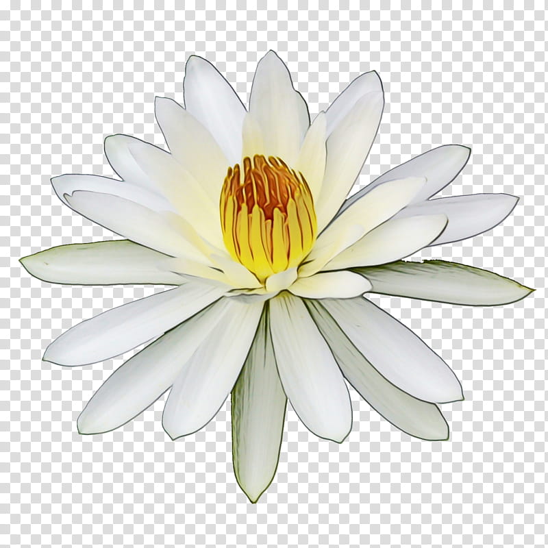 fragrant white water lily petal white flower aquatic plant, Watercolor, Paint, Wet Ink, Yellow, Flowering Plant transparent background PNG clipart