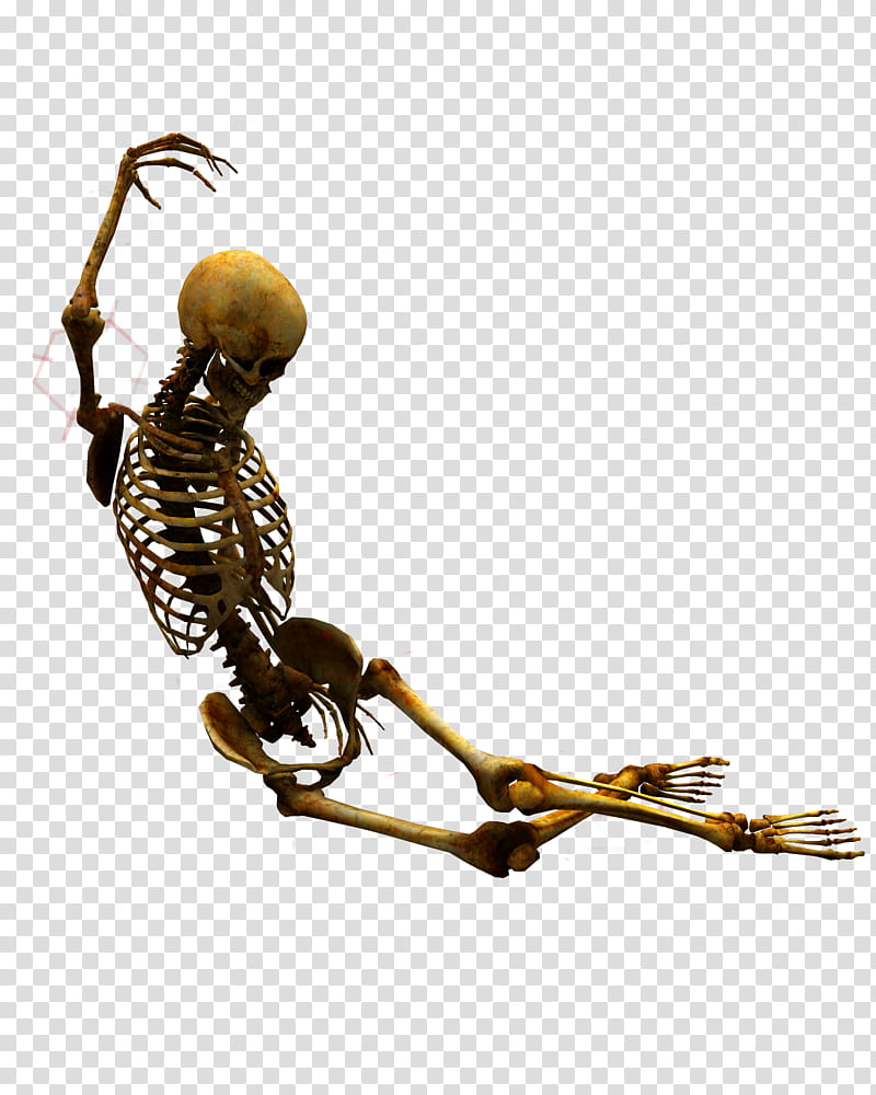 E S Bones I, posing skeleton illustration transparent background PNG clipart