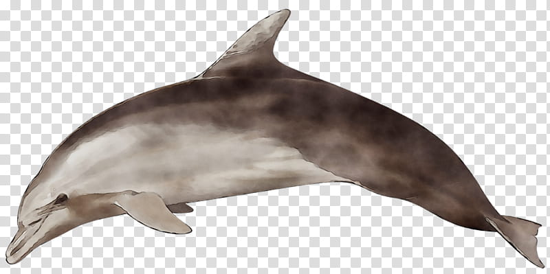 Dolphin, Shortbeaked Common Dolphin, Spinner Dolphin, Striped Dolphin, Cetaceans, Indopacific Bottlenose Dolphin, Atlantic Spotted Dolphin, Sea transparent background PNG clipart