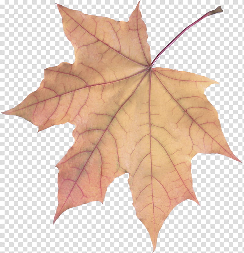 Maple leaf, Tree, Black Maple, Woody Plant, Plane, Sweet Gum, Deciduous, Flowering Plant transparent background PNG clipart