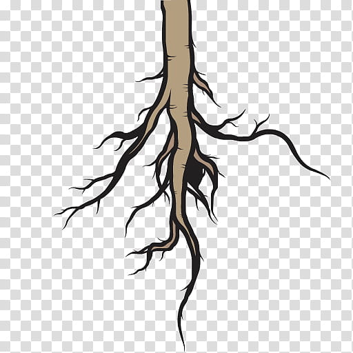 Tree Trunk Drawing, Royaltyfree, , Root, Cartoon, Branch, Plant, Twig transparent background PNG clipart