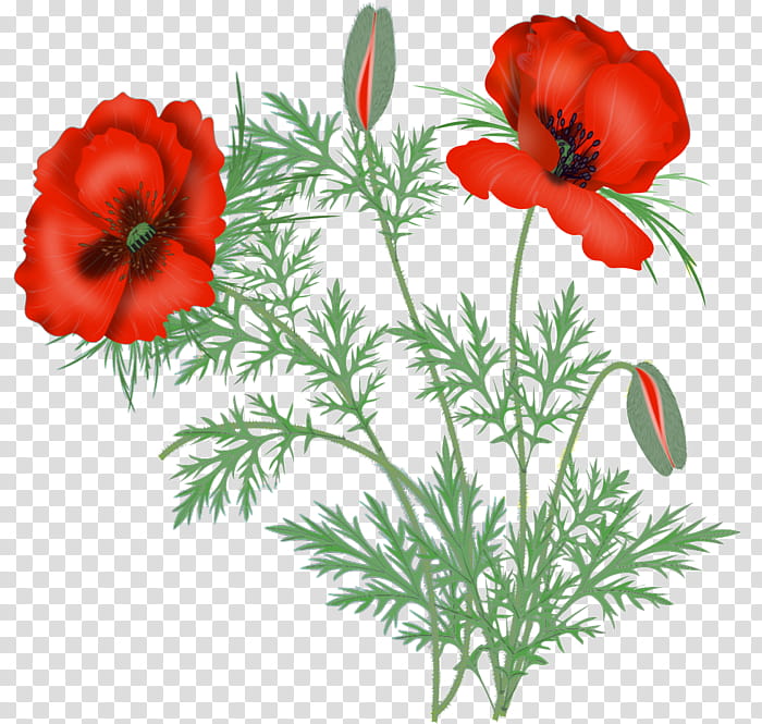 flower oriental poppy red plant coquelicot, Corn Poppy, Petal transparent background PNG clipart