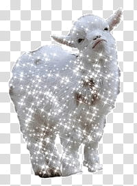Full, white coated sheep transparent background PNG clipart