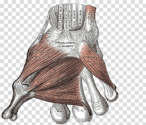 Anatomy v , muscle illustration transparent background PNG clipart