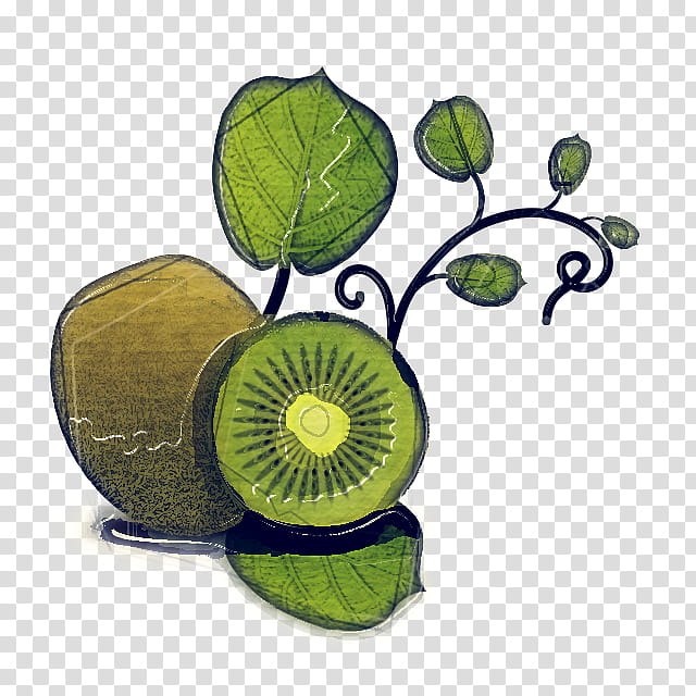 Tropical Flower, Fruit, Kiwifruit, Tropics, Plants, Tropical Rainforest, Food, Vegetable transparent background PNG clipart