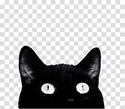 Aesthetic Grunge Black Cat Transparent Background Png