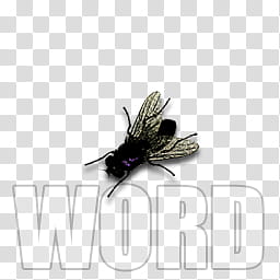 Fly dock icons, WORD, black dragonfly transparent background PNG clipart