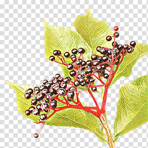 Holly Leaf, M 0d, Butterfly, Pollinator, Moth, Fruit, Family Grapevine, Lepidoptera transparent background PNG clipart