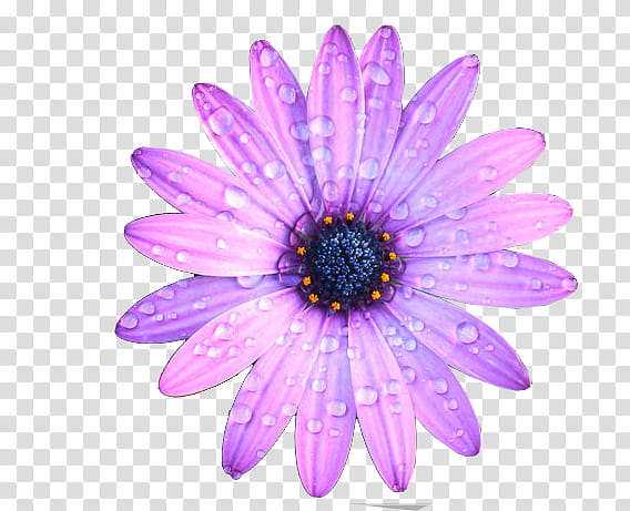 Flower s, purple daisybush flower with water dew transparent background PNG clipart