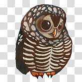OWLS, brown and gray owl art transparent background PNG clipart