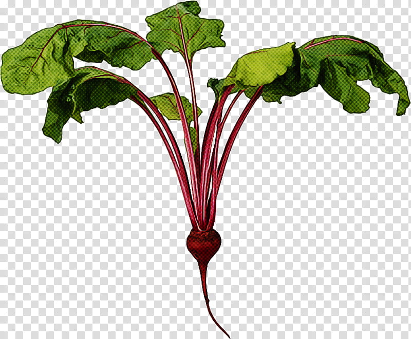 beet greens flower plant beetroot leaf, Vegetable, Leaf Vegetable, Radish transparent background PNG clipart
